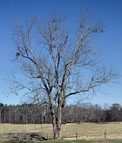 {Fraxinus pennsylvanica}